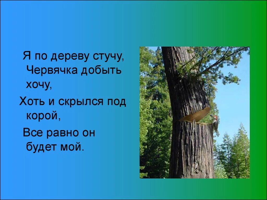 Зачем стучат по дереву. Стучать по дереву. Постучать по дереву примета. Постучать по дереву суеверие. Стучит по дереву прикол.