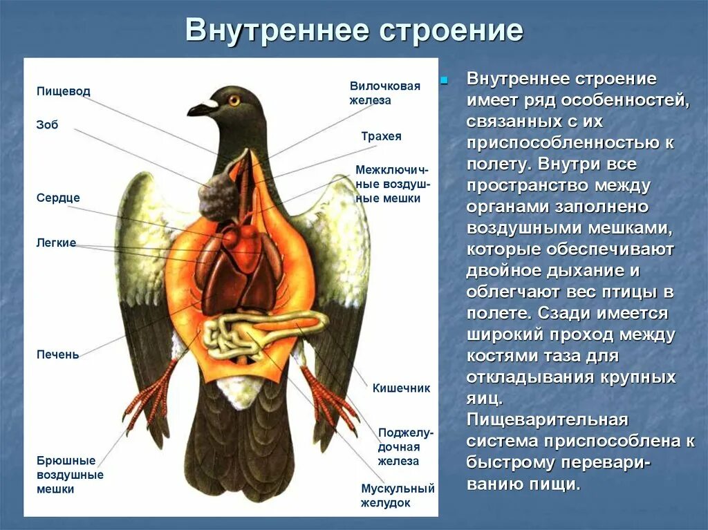 Анатомические особенности птиц