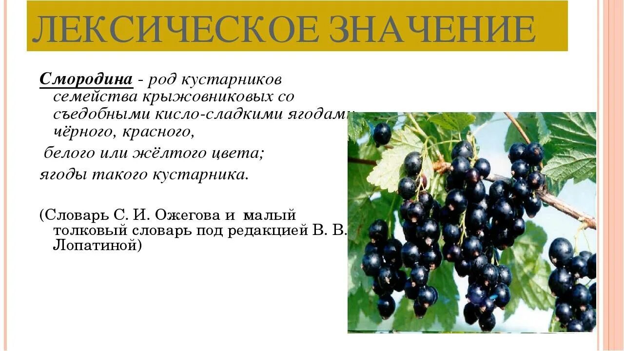 Значение роста в жизни смородины. Презентация про смородину. Куст смородины описание. Смородина кустарник или.