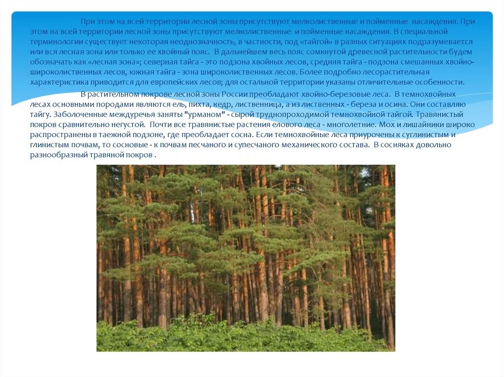Зона лесов России. Широколиственно-темнохвойные леса. Лесные зоны России презентация. Подзона широколиственных лесов. Лесная зона занимает большую часть климатического