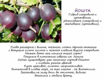 Скрещенные смородина с крыжовником ягоды