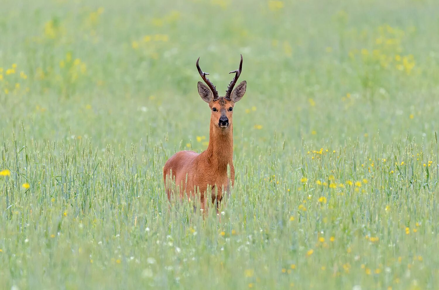 Косуля сибирская (capreolus pygargus pall. Косуля сибирская самец. Сибирская косуля сеголеток. Европейская косуля кавказ. Косуля сибирская самец.