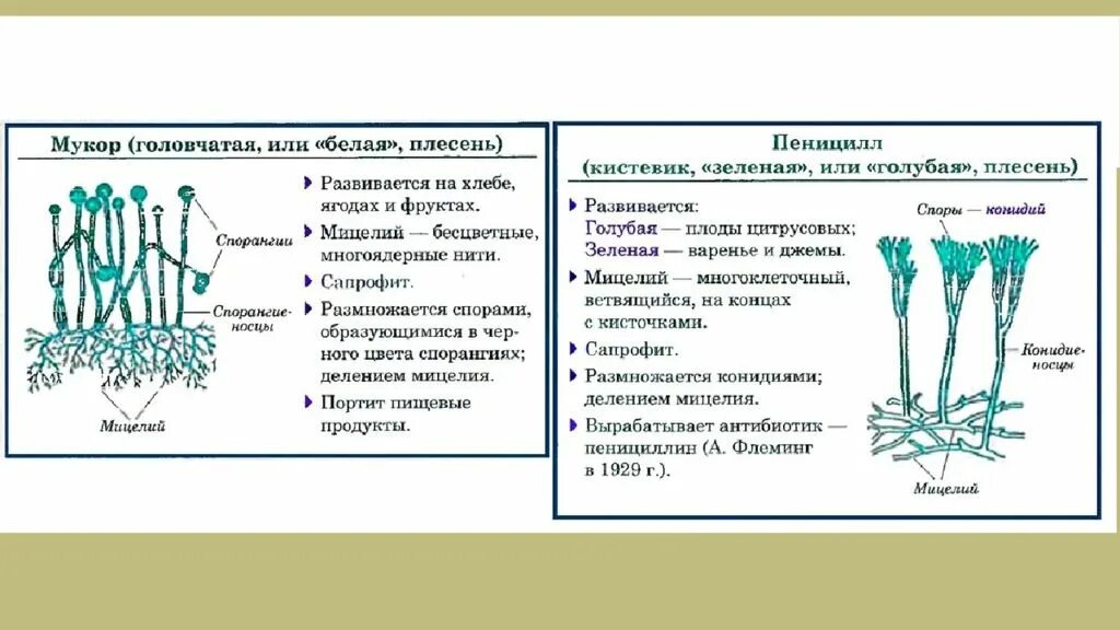 Чем строение пеницилла отличается от строения. Строение мукора пеницилла дрожжей. Строение плесневого гриба мукора и пеницилла. Строение плесневого гриба пеницилла. Плесневелые грибы строение.