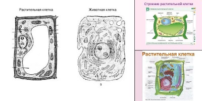 растительная клетка рисунок 5 класс