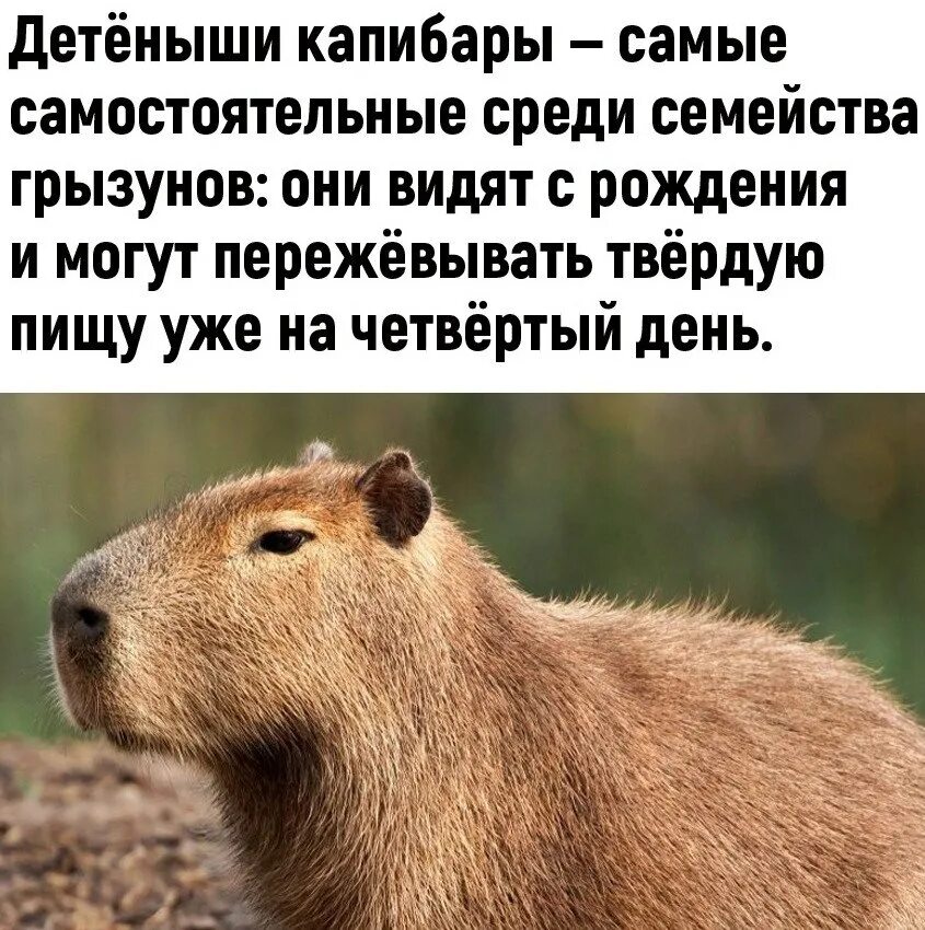 Капибара символ текста. Капибара символ текста