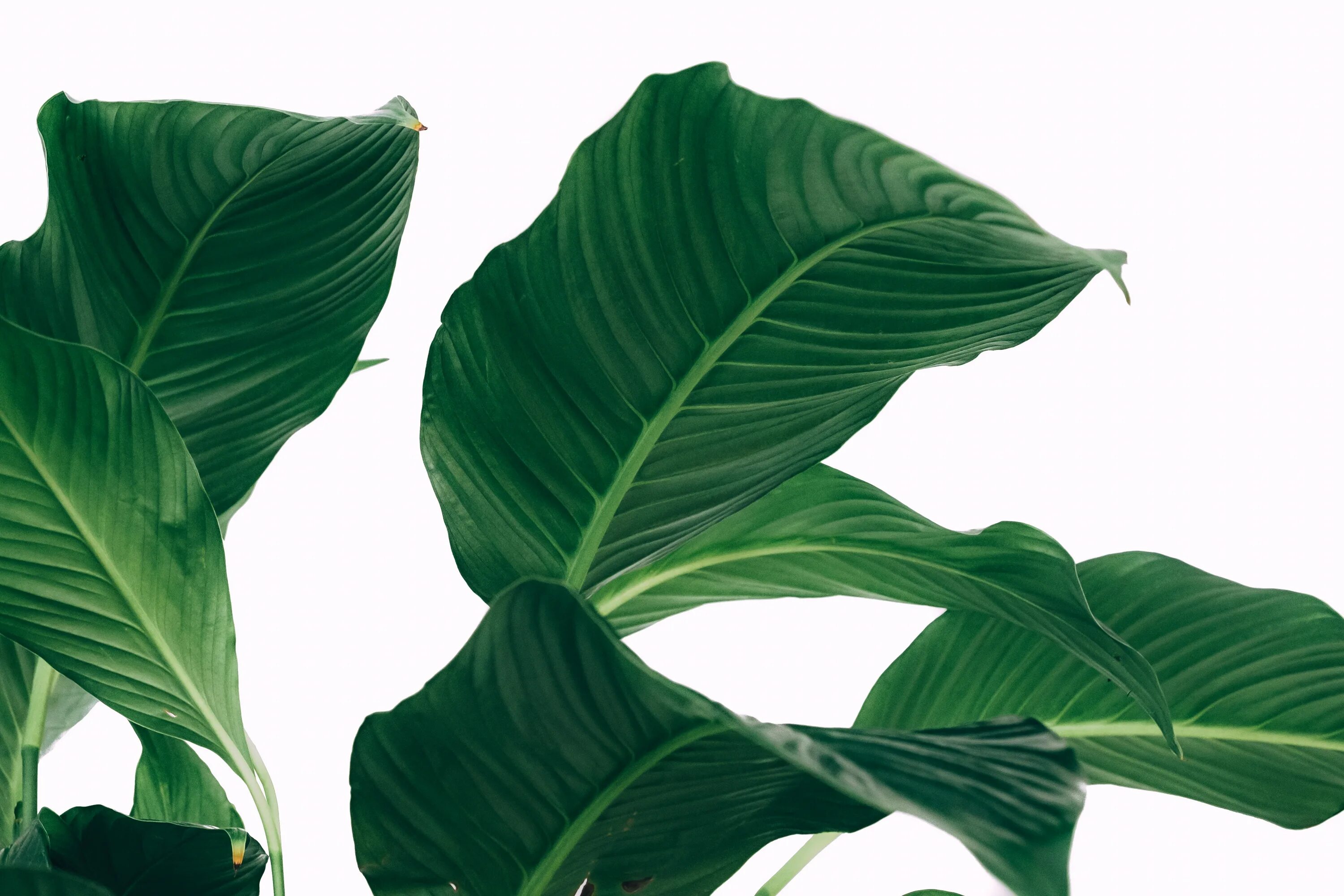 Tropical plant. Фикус спатифиллум. Спатифиллум Калла. Спатифиллум зелёный тропический. 4. Peace Lily (Spathiphyllum).