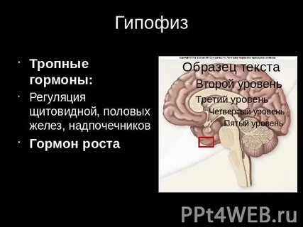 Адреналин гормон гипофиза