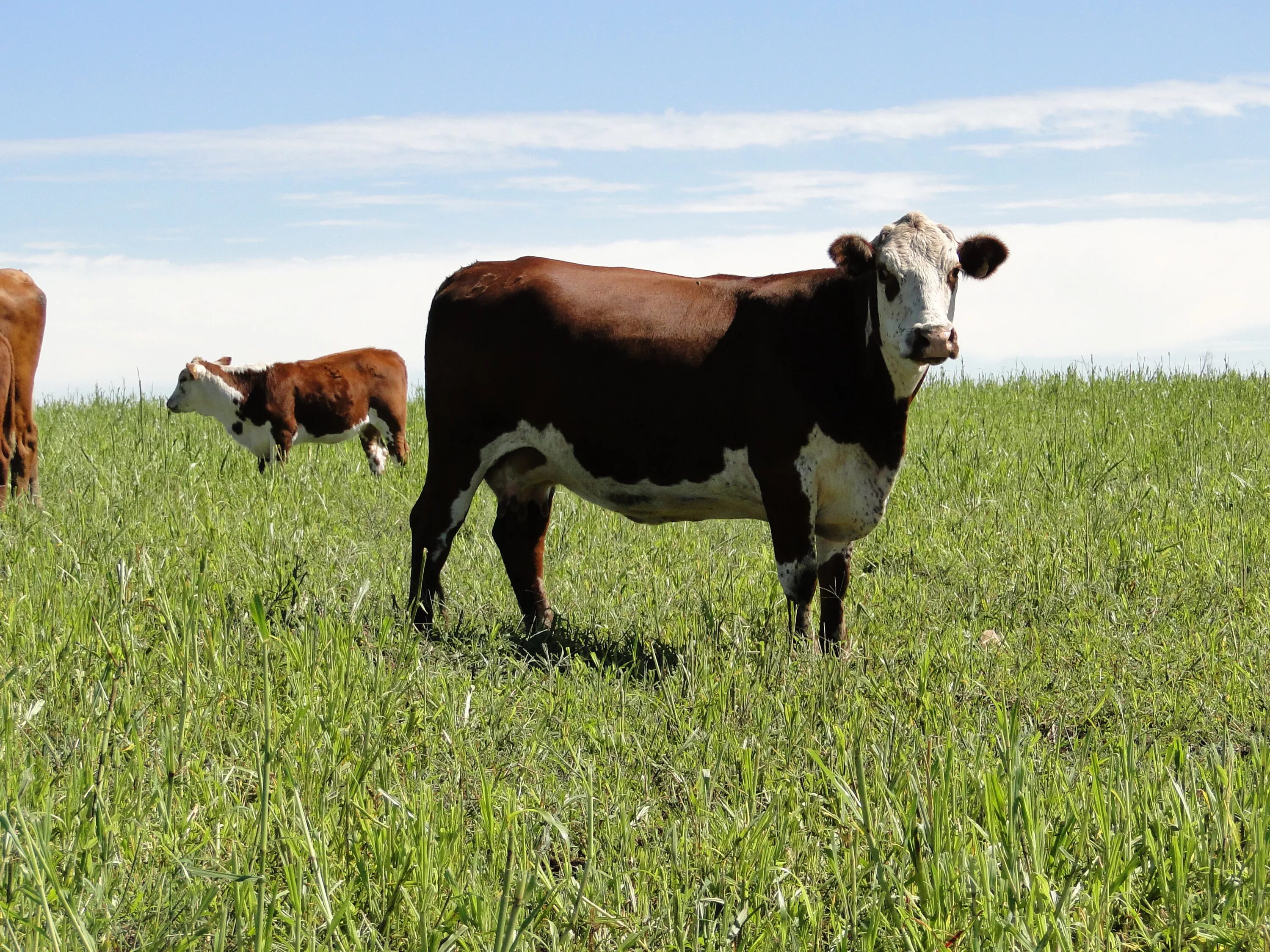 сельское хозяйство и животноводство ставропольского края. животноводство в японии на острове хоккайдо. скотоводство районы. скотоводство в башкирии. скотоводство районы.