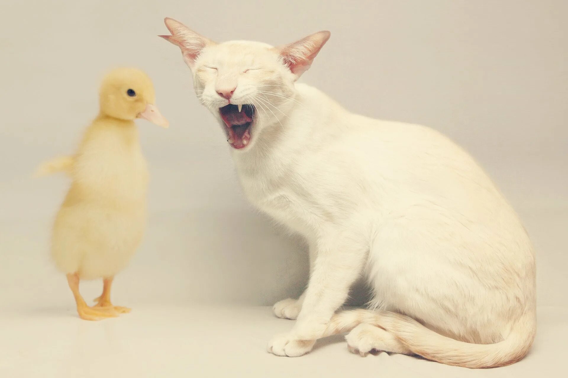 Cat duck. Смешные домашние животные. Котенок и цыпленок. Кот и утка. Кот гуся.