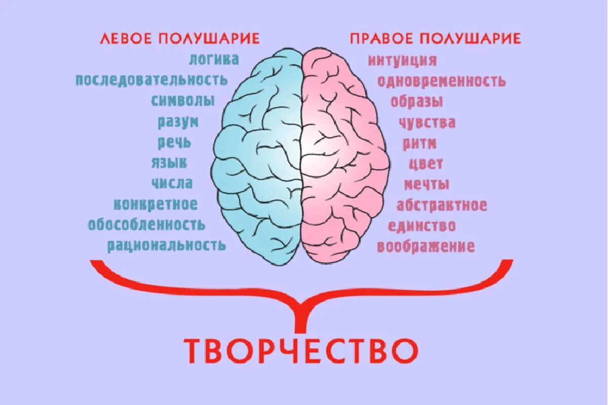 Творчество полушарие. Полушария мозга. Левое полушарие мозга. Правое полушарие. Мозг человека левое и правое полушарие.