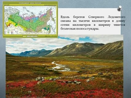 Зона тундры рабочий лист 4 класс