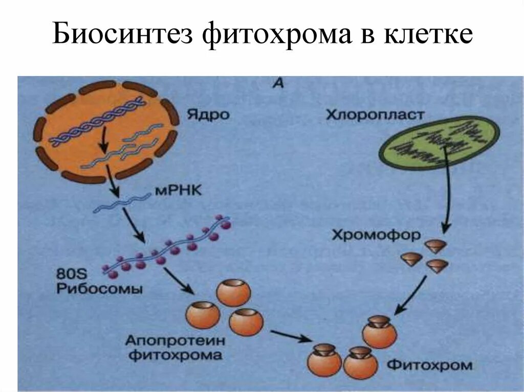 Хлоропласты синтез белка. Фитохром. Фитохром в растениях. Фитохром строение. Фитохром пигмент.