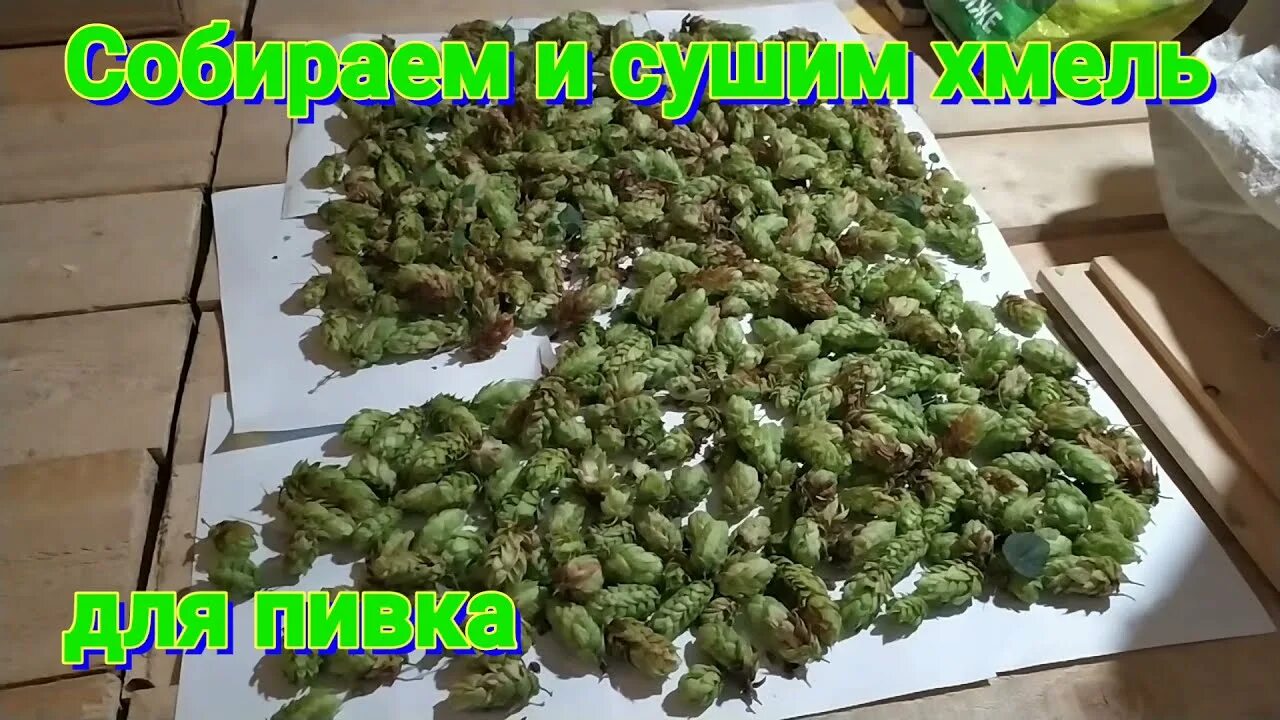Как сушить хмель. Хмель хранение. когда собирать хмель. хмель собирать.