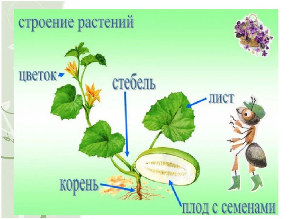 Части растения. Строение растения. Общие части растений. Части растения для детей.