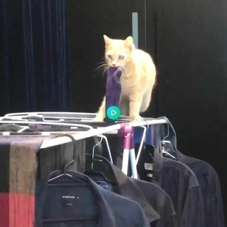 Cat scene. Кот на сцене. Коты на сцене. Кот на сцене gif. Гифка кот балансирует.