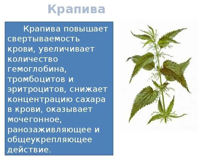 Крапива железо