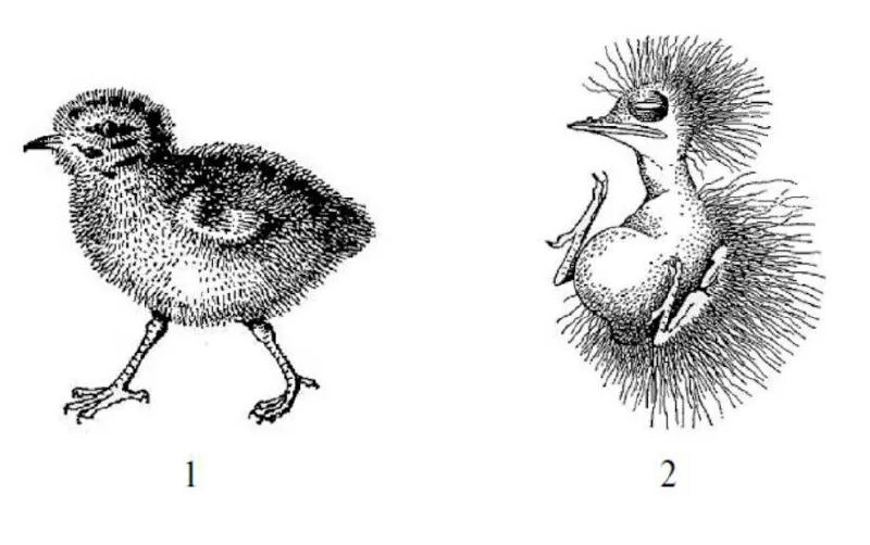 установите соответствие между птицами. отряды птиц презентация. установите соответствие между птицами. установите соответствие между видом птицы. установите соответствие между птицами.