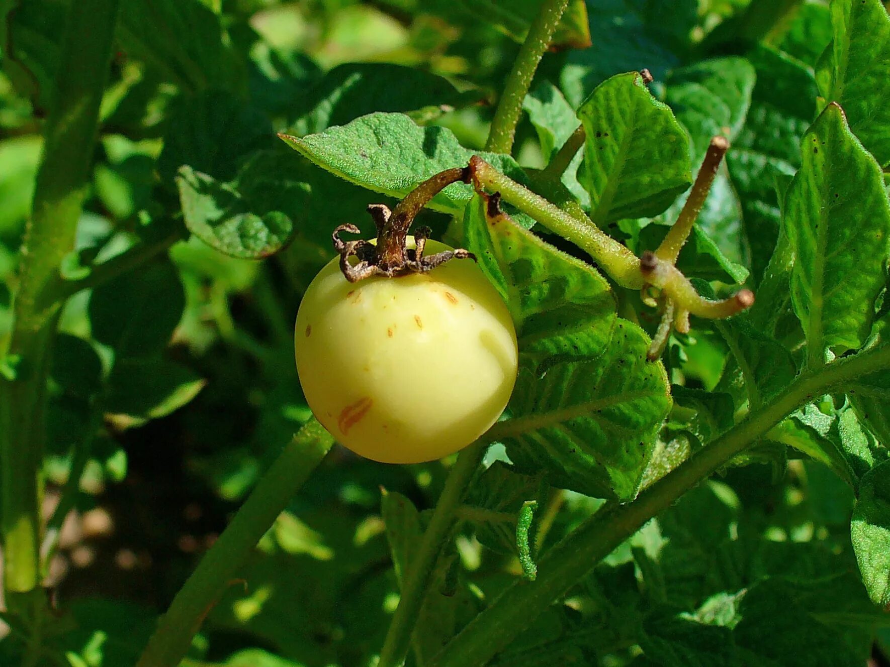 Паслен клубненосный. Картофель, паслен клубненосный. Картофель (Solanum tuberosum l.). Паслен клубненосный, или картофель - Solanum tuberosum. Известно что картофель или паслен