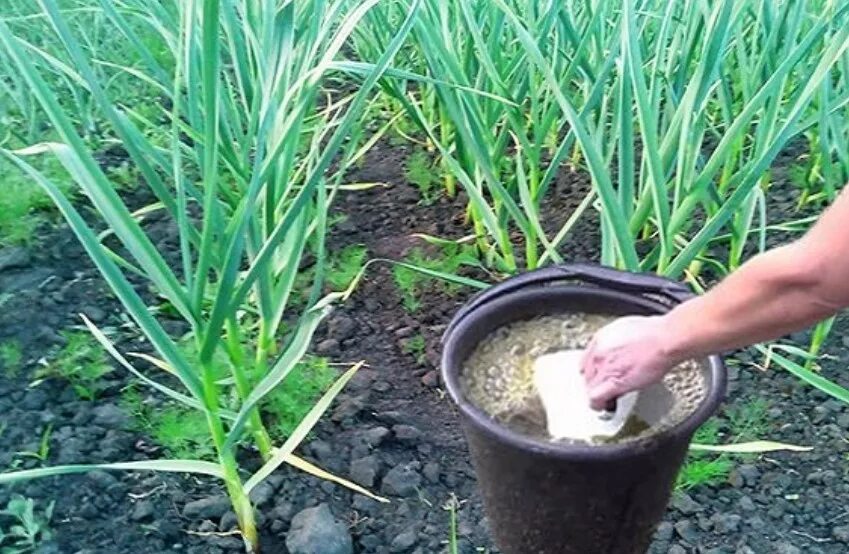 Чем удобрить чеснок весной после всхода. Подкормка чеснока. Чеснок в огороде. Полив и подкорм чеснока.