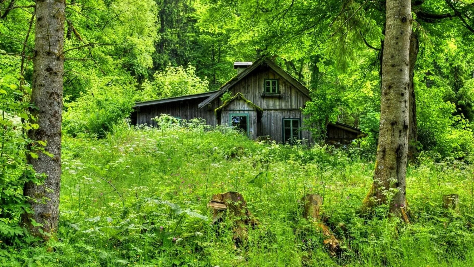 Боровецкий лес дом отшельника. "Лесная Хижина Подмосковье". Домик лесника заброшенный. Заброшенная деревня в Лесной глуши. Загородная природа