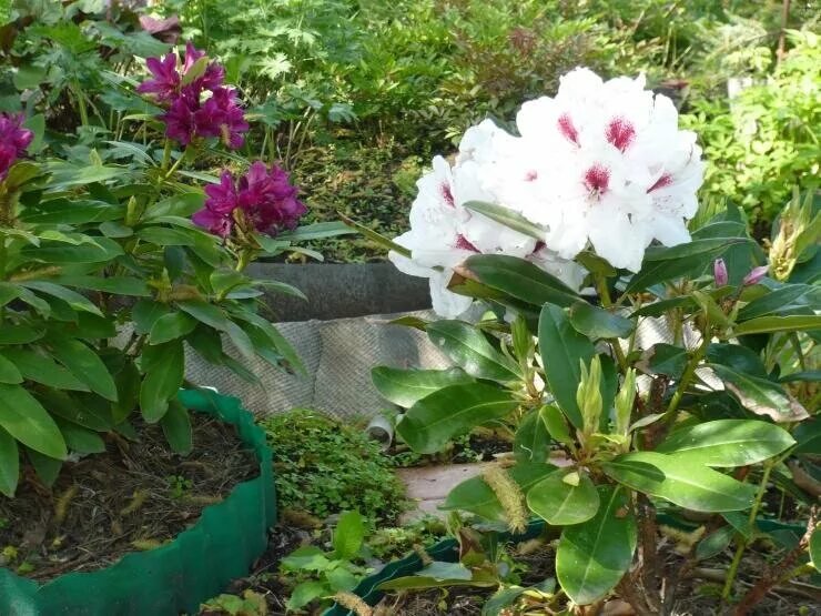 Рододендрон катевбинский грандифлорум. Тенелюбивые растения рододендрон. Рододендрон листопадный. Рододендрон выращивание в подмосковье. Рододендрон гибридный roseum elegans.