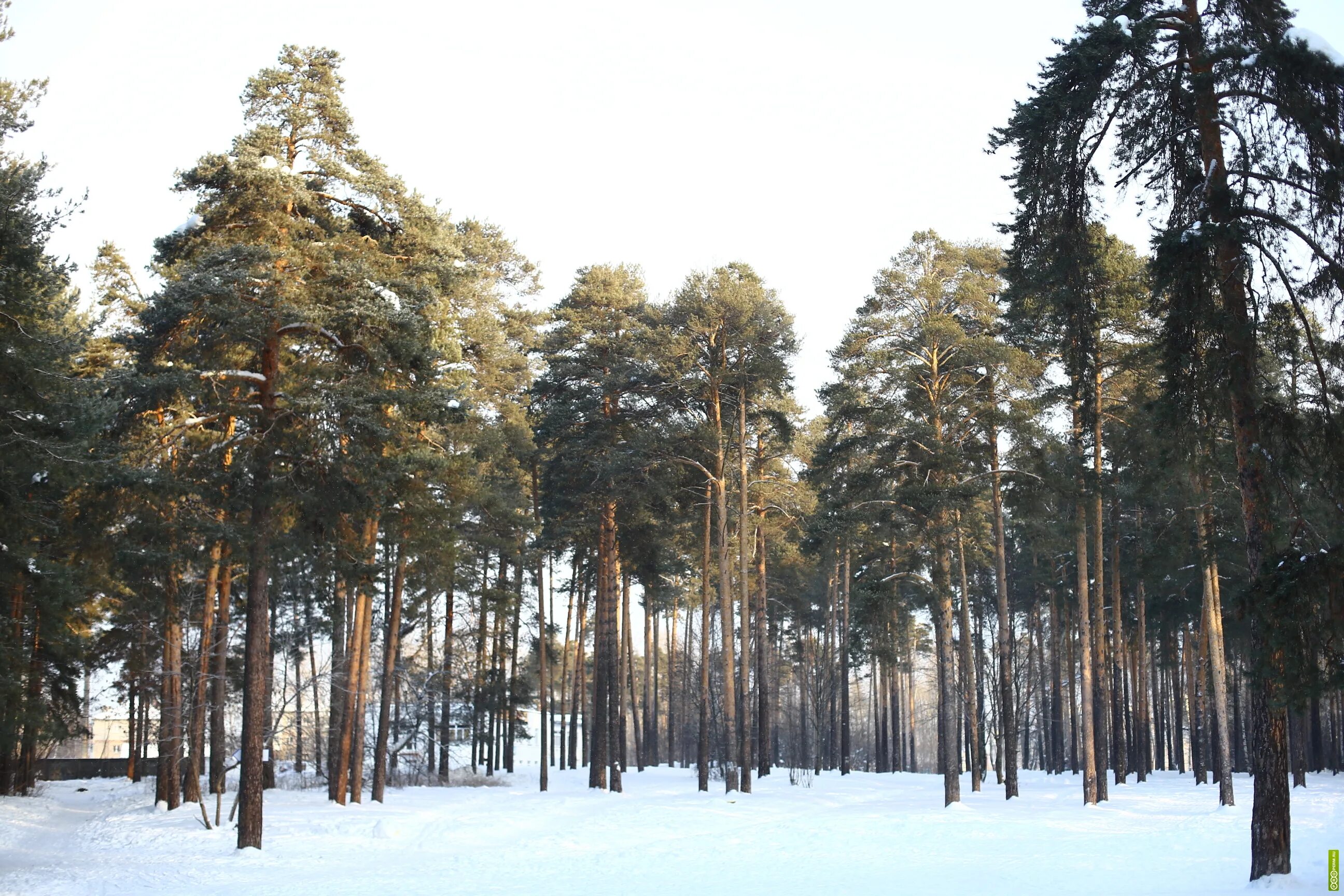 черняевский лес. майский лес. черняевский лес пермь. черняевский лесопарк пермь. черняевский парк пермь.