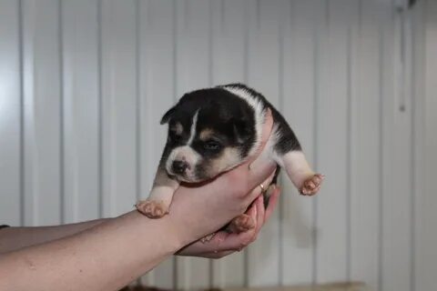 Щенки нея