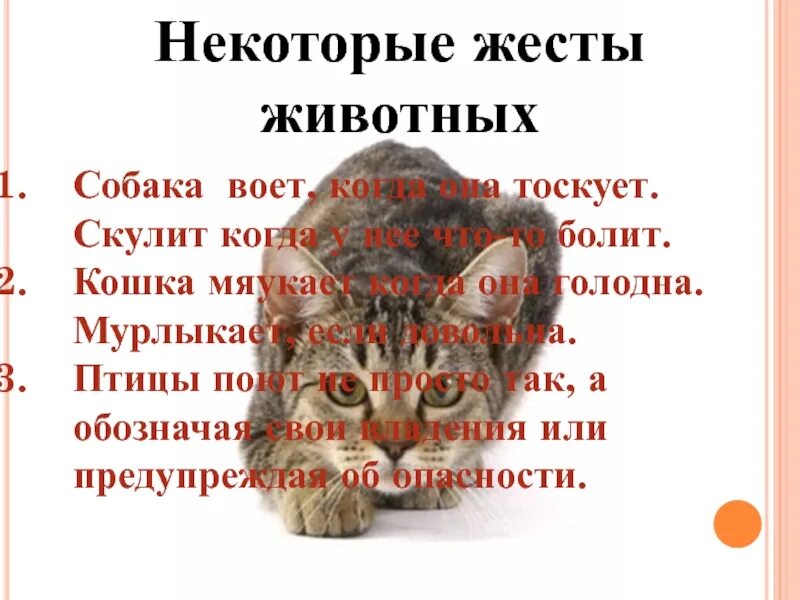 Почему кот всегда. Жесты животных. когда кошки мяукают. почему кот мяучит. почему кошка мяукает без причины.