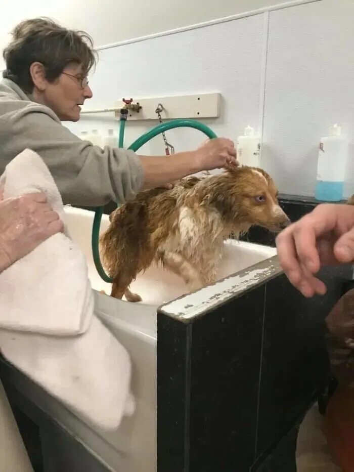 Бачу собачью. Бачу собачу.