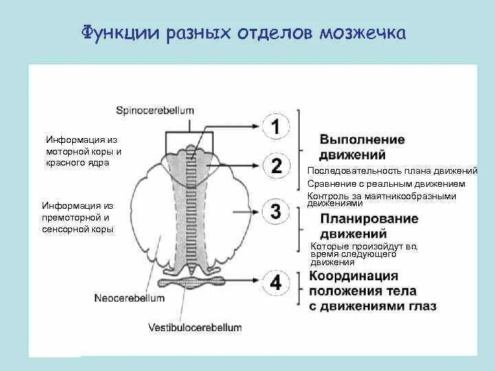 Участие мозжечка в регуляции вегетативных функций. Функции нового мозжечка физиология. Функции ядер мозжечка. Функции и примеры регулируемых процессов в мозжечке.