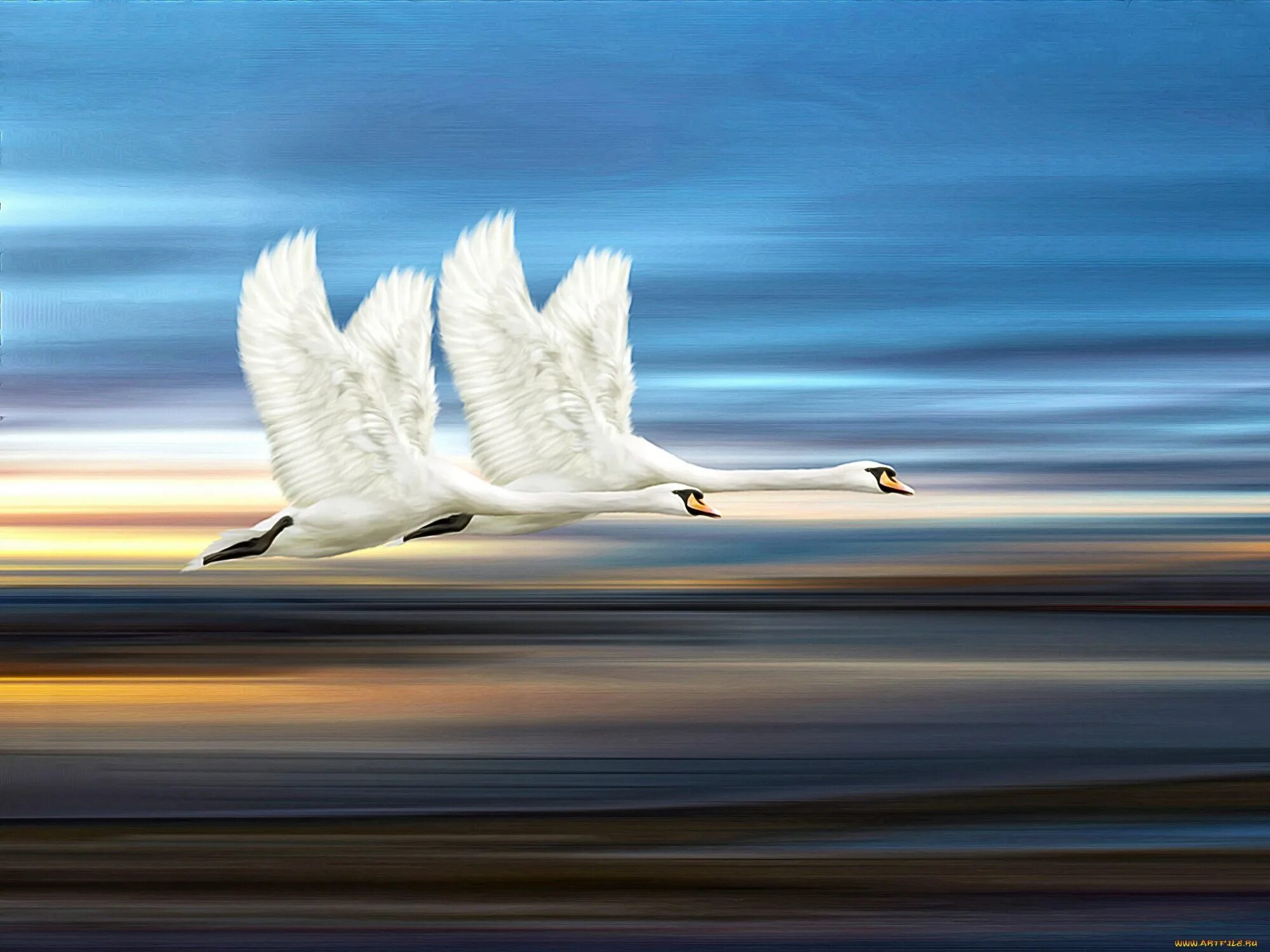 Лебеди в небе. Лебеди летят. Птицы в небе. Полет лебедя. Белые облака лебеди