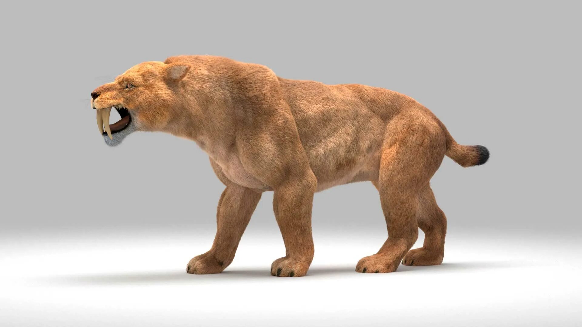 Smilodon. Cмилодон (Саблезубый тигр). Махайрод Смилодон. Саблезубые тигры Смилодоны. Смилодон популятор.