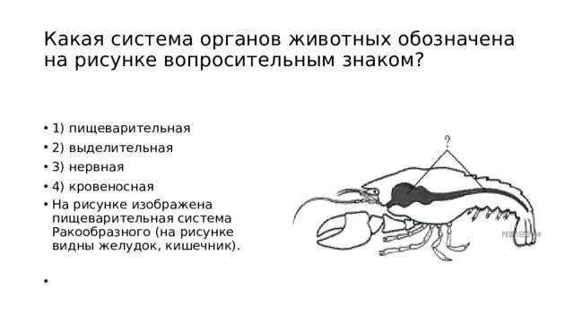 Тест по биологии 8 выделительная система. Системы органов животных схема. Пищеварительная система ракообразных. Выделительная система ракообразных рисунок. Схема какой системы органов животных показана на рисунке 3.