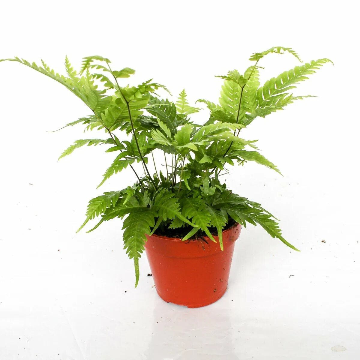 Птерис Страминея (Pteris straminea)