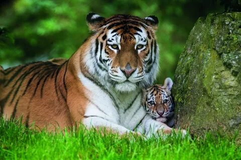Animals need