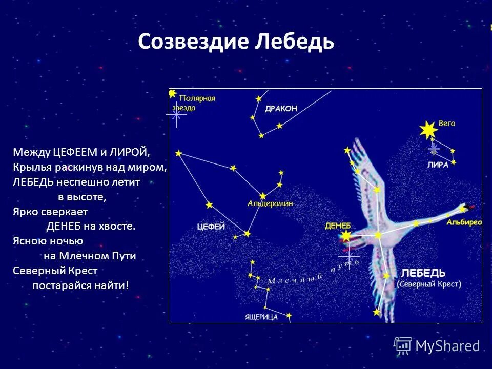 Какая звезда относится к какому созвездию. Денеб звезда в созвездии. Созвездие лебедь. Созвездие лебедь звезды. Созвездие лебедь Северный крест.