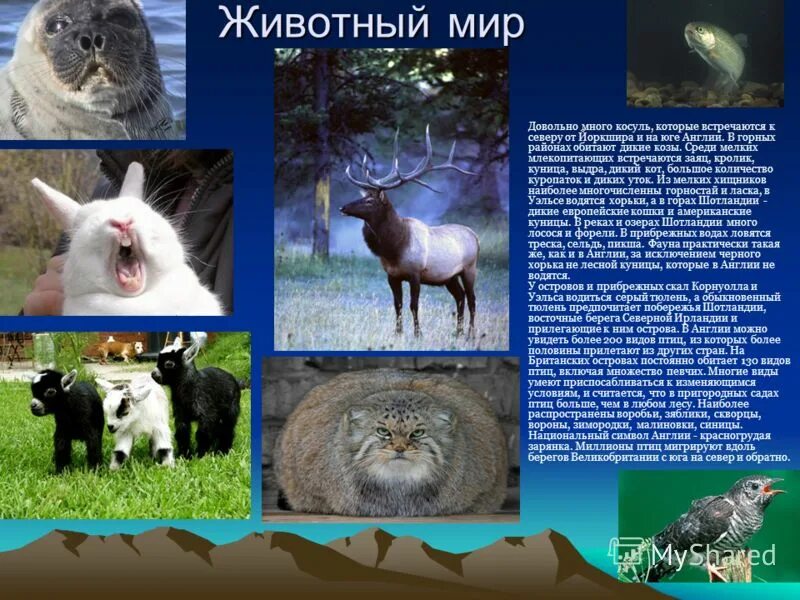олени в англии. какие животные в англии. растительный и животный мир великобритании. фауна великобритании. какие животные в англии.