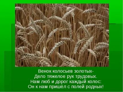 Поле пшеницы стих
