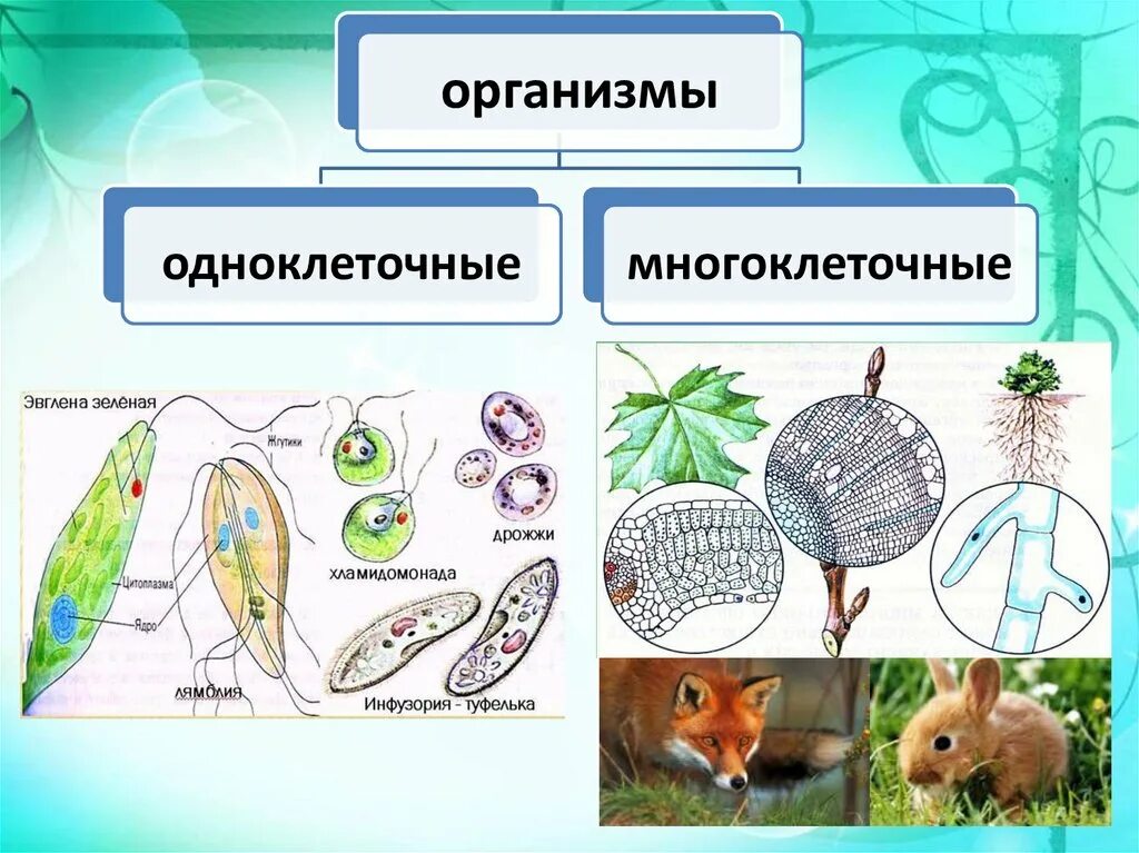 Одноклеточные организмы. Одноклеточные и многоклеточные организмы. Одноклеточные и многоклеточные животные. Одноклеточные организмы схема.