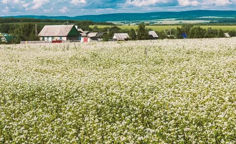 Поле гречихи
