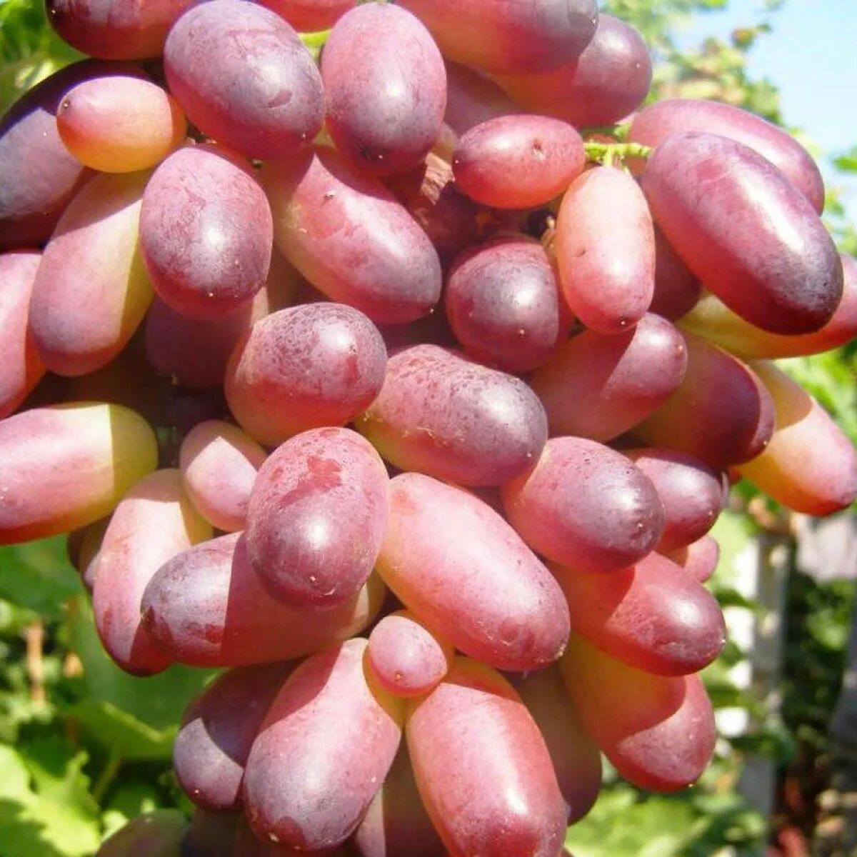 Виноград богатырь. Сорт винограда велика. Крупный виноград. Виноград кишмиш велес. Виноград великая болгария.