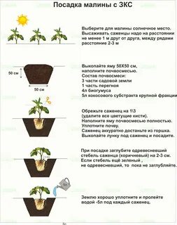 Расстояние между малиной при посадке в ряд