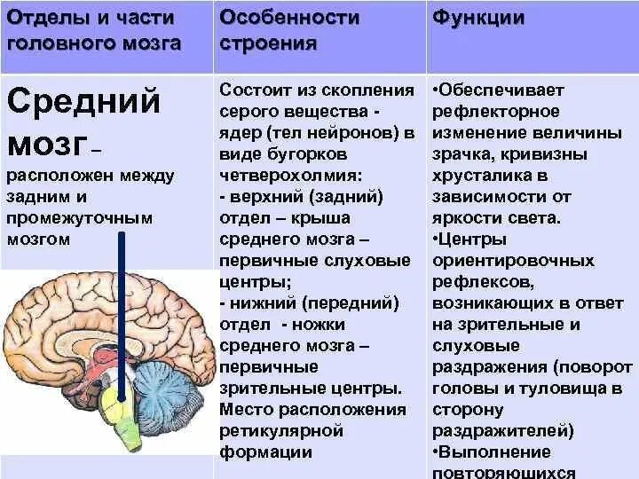 Название отделов головного мозга. Строение и функции отделов головного мозга: средний. средний мозг строение структура функции. средний мозг строение и функции кратко. строение и функции среднего мозга.