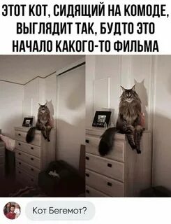 Кто такой кот скинволкер