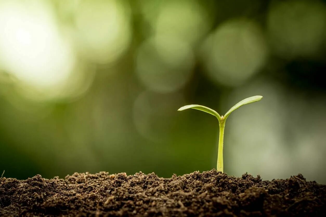 Growing science. Росток плодоносный Иосиф. Зеленый Росток грунт. Росток в земле. Росток дуба.