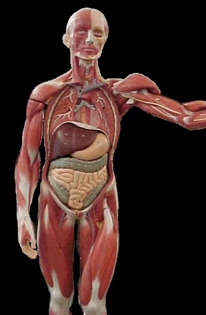 Человек биология. Анатомия человека гиф. Самая маленькая мышца человеческого тела. Тело мужчины биология.