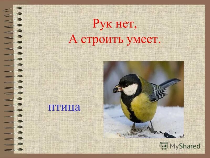 Загадки про птиц для дошкольников 6-7. Рук нет, а строить умеет. Загадки про змей для детей. Рук нет а строит. Рук нет а строить умеет.