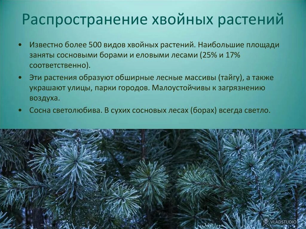 Распространение хвойных растений. Распространенные хвойные растения. Общая характеристика хвойных. Распространение голосеменных растений. Характерные признаки хвойных