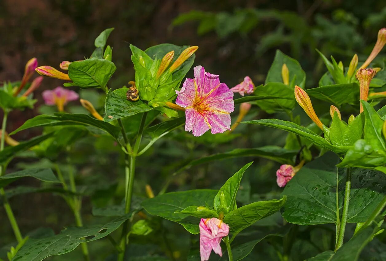 Какой процент ночной красавицы с розовыми цветками. Мирабилис Дракоша. Мирабилис куст. Мирабилис (ялапа).