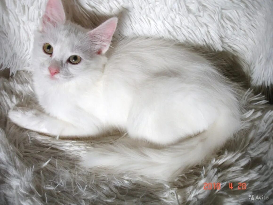 Характер ангоры. Ангорская кошка. Турецкая ангора кошка. Турецкая ангорская кошка. Белая ангорская кошка.